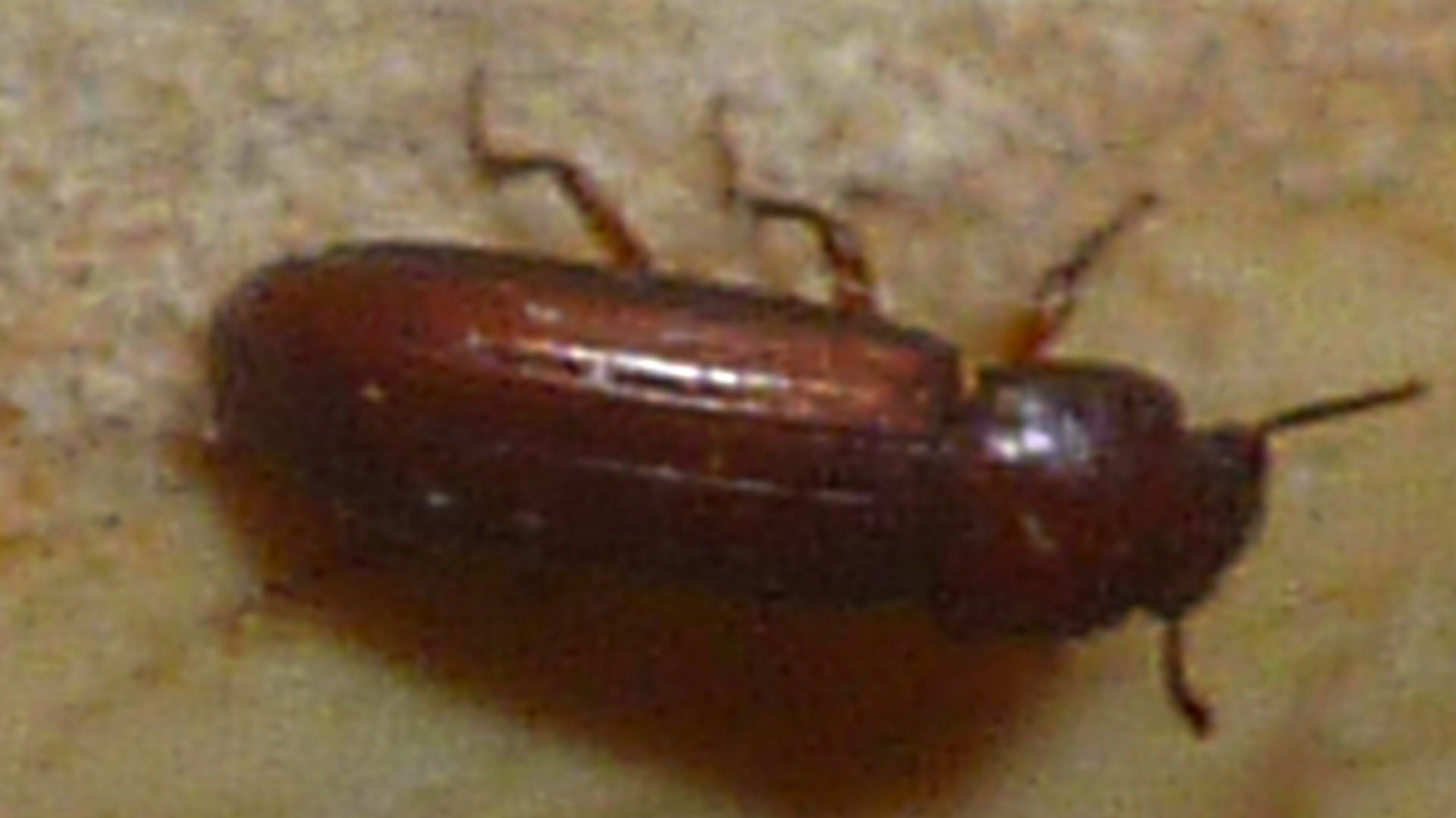 Red Beetle 1.jpg