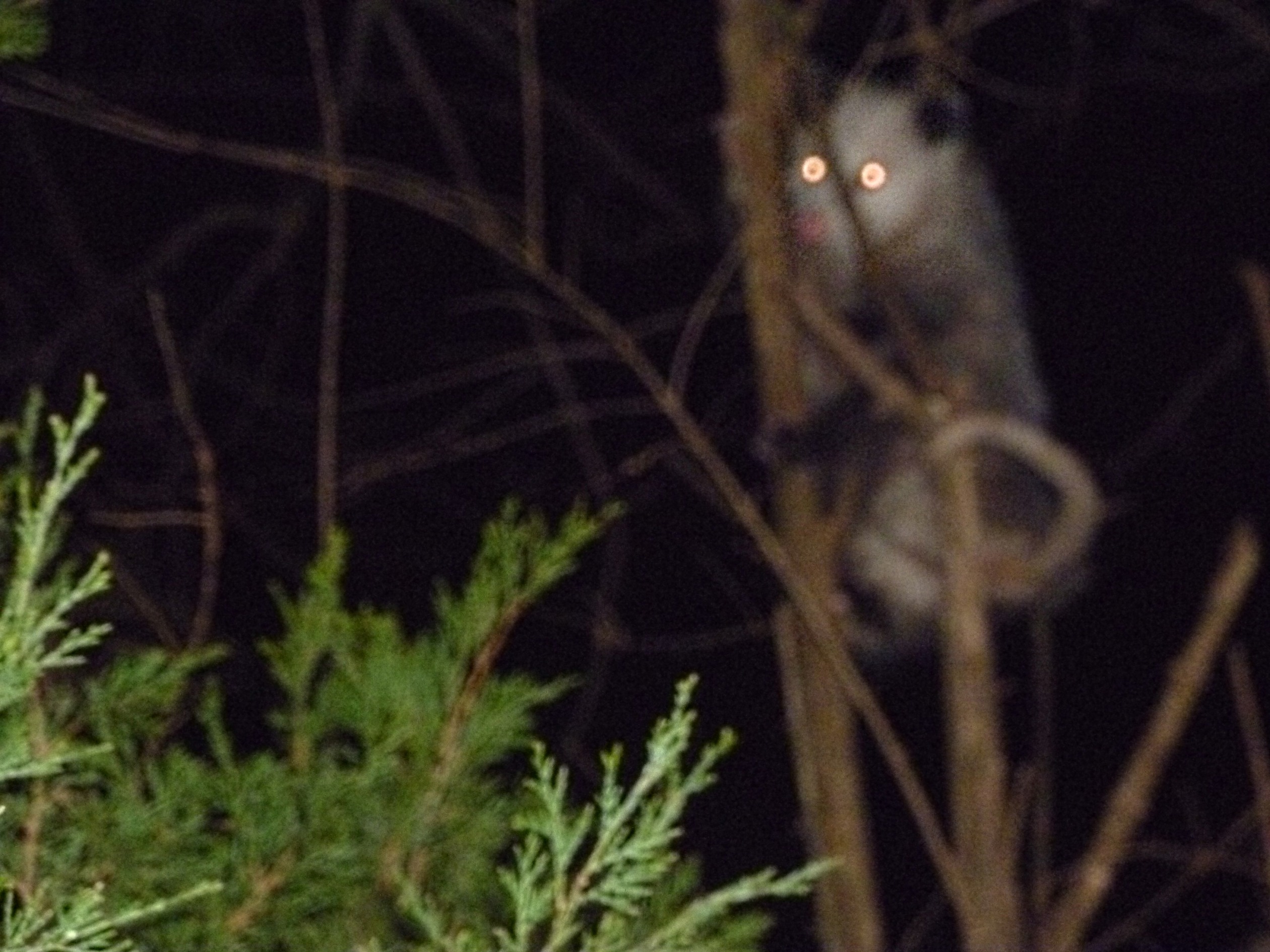 Oppossum.jpg