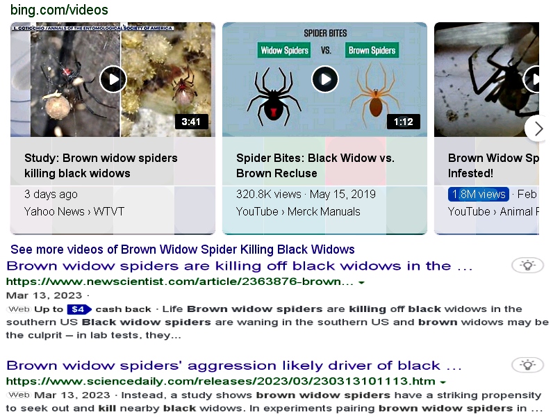 Brown & Black Widows 2.jpg