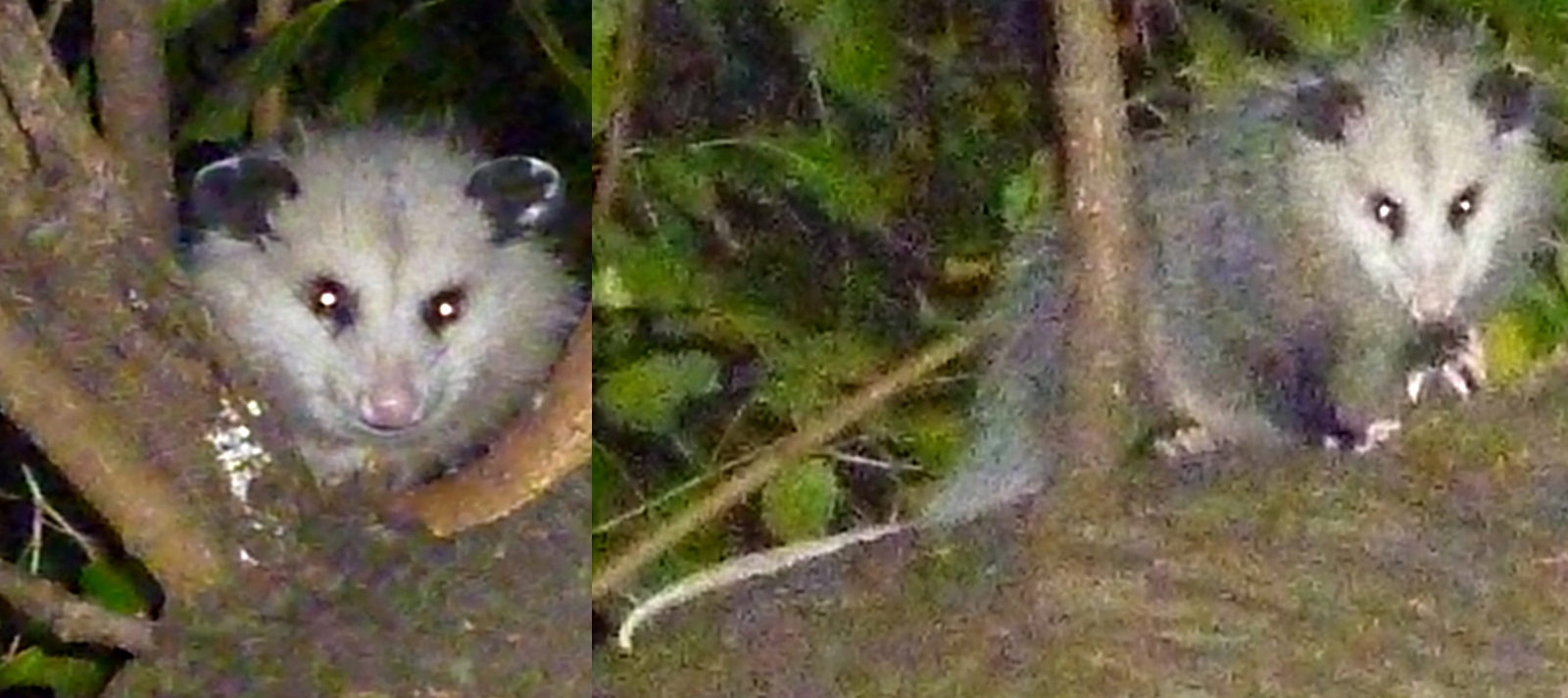 Opossum 2.jpg