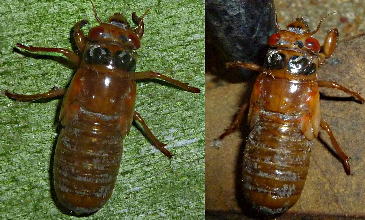 Baby Cicada 1.jpg