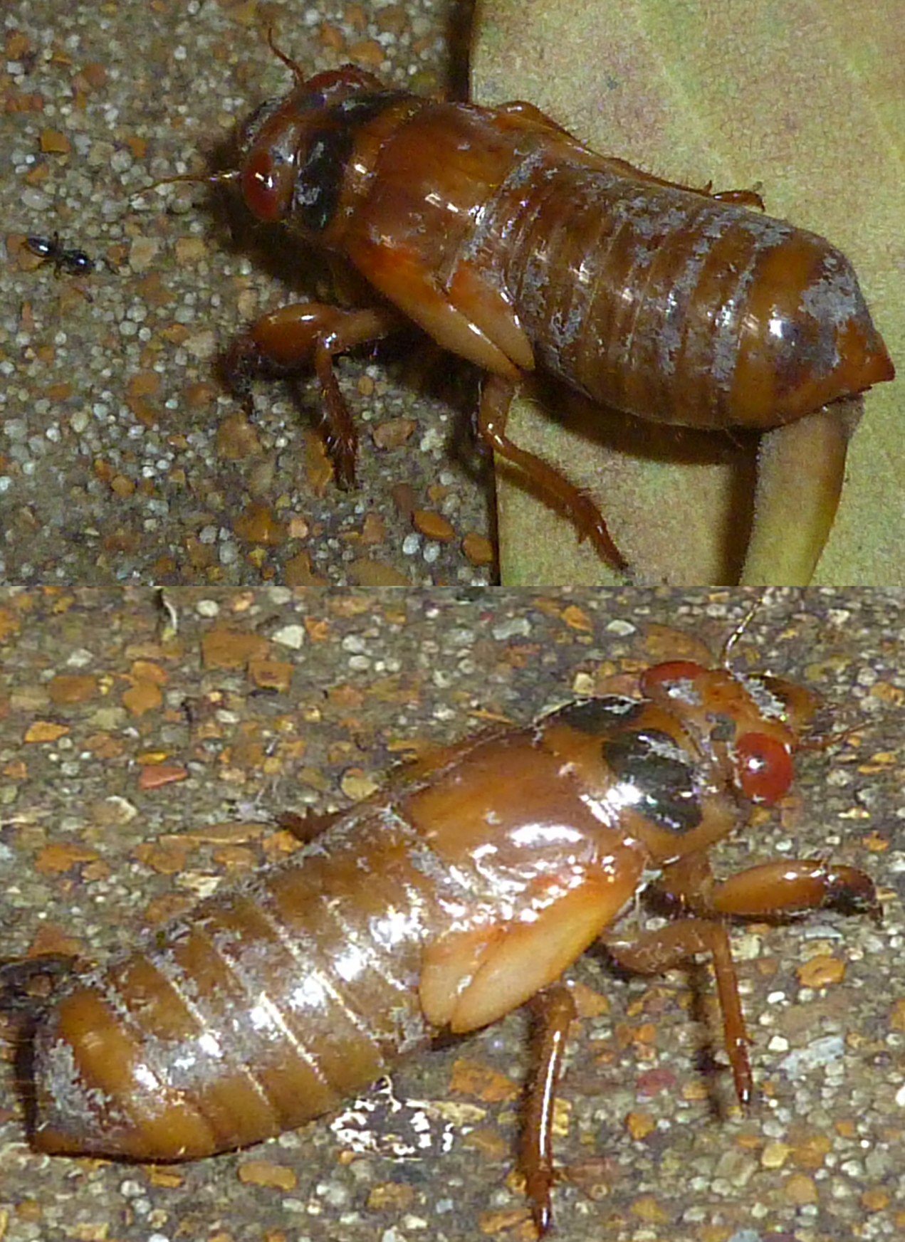 Baby Cicada 2 -.jpg