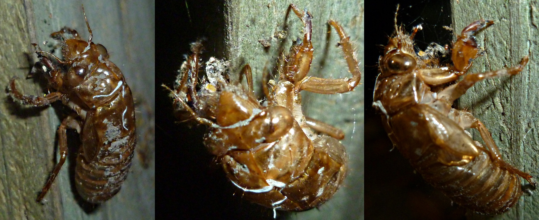 Baby Cicada 3.jpg