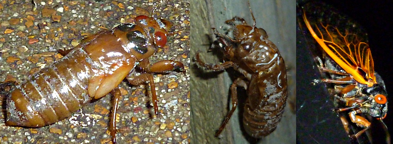 Baby Cicada  (Grown) 3.jpg