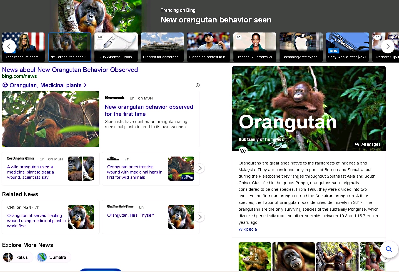 Orangutan 1.jpg