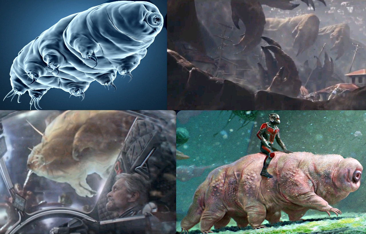 Water Bears 1.jpg