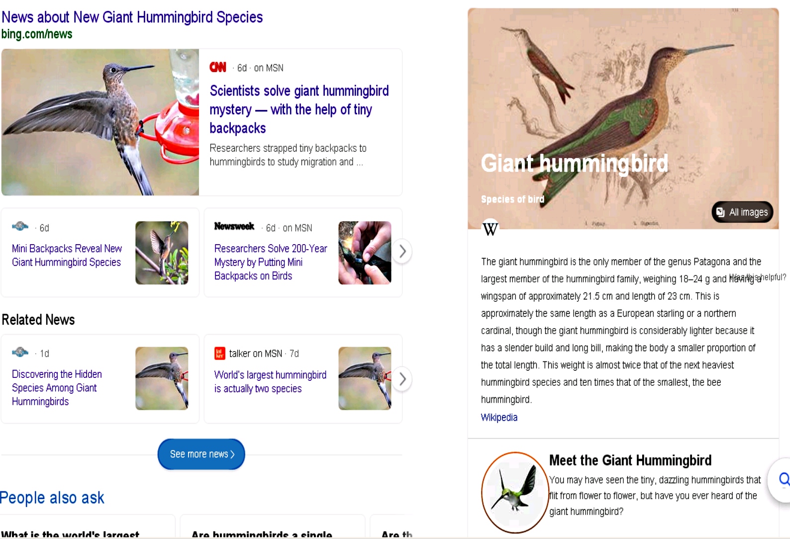 Giant Hummingbird 1.jpg